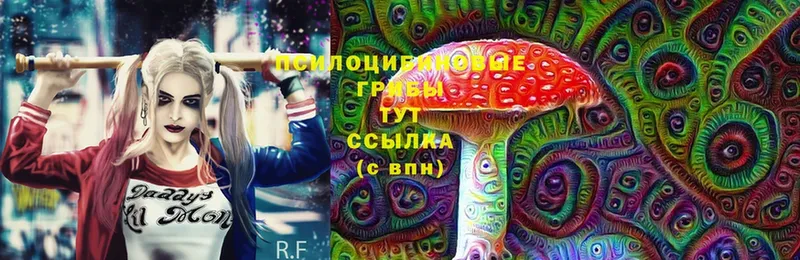 Псилоцибиновые грибы Psilocybe  Черногорск 